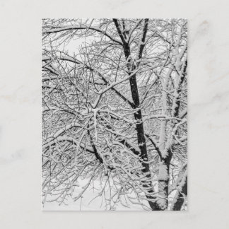 Vinter snöstorm storm Snöig Träd Natur Fotografi Vykort