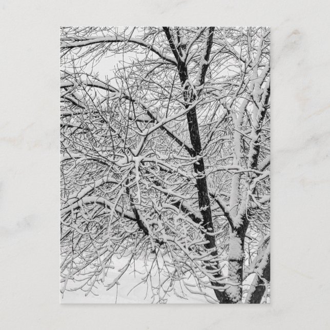 Vinter snöstorm storm Snöig Träd Natur Fotografi Vykort (Framsida)