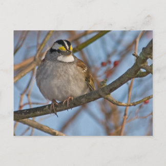 Vinter Sparrow-vykort Vykort