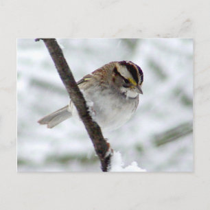 Vinter Sparrow-vykort Vykort