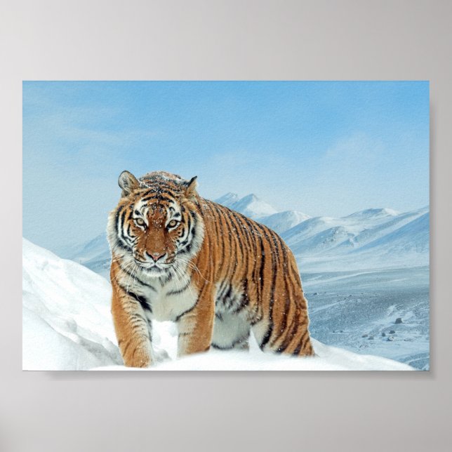 Vinter Tiger Mountains Nature Photo Snö Poster (Framsidan)