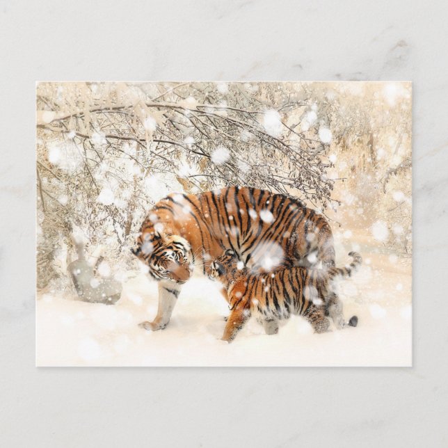 Vinter-tigrar Vykort (Framsida)