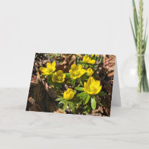 Vinter-/Vår-hälsningskort (tomt invändigt)