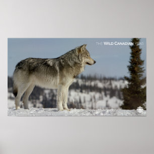 Vinter - Varg Poster