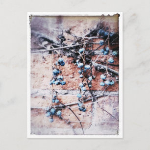 Vinter Vine och Berries Vykort