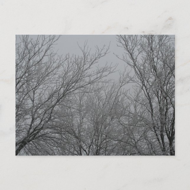 Vinter Wonderland Postkort Vykort (Framsida)