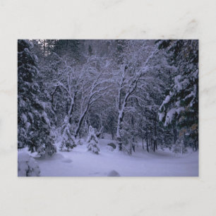 Vinter Wonderland-postkort Vykort