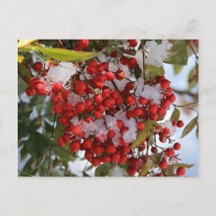VinterBerries. Vykort