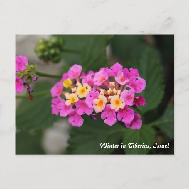Vinterblommor i Tiberias, israeliskt vykort (Framsida)
