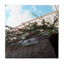 Vinterblomning i Scalea