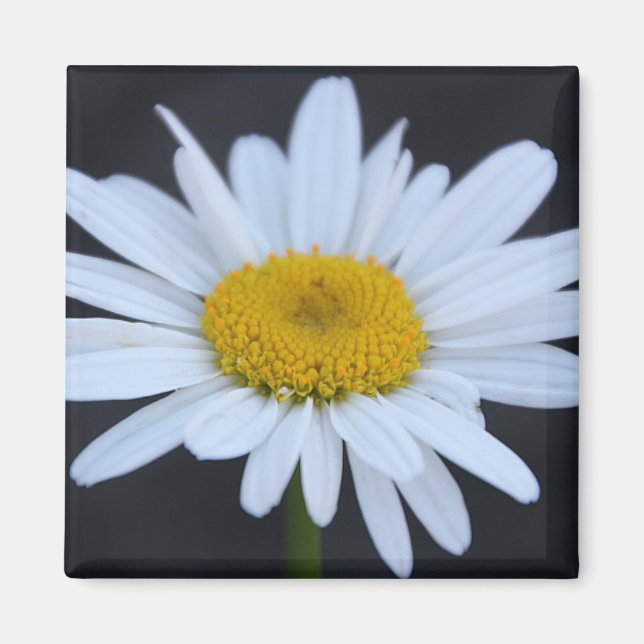 VinterDaisy Magnet (Framsidan)