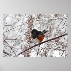 Vinterfågel i snön poster
