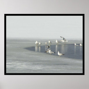 Vinterfåglar Poster