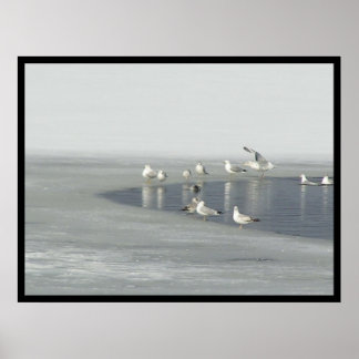 Vinterfåglar Poster