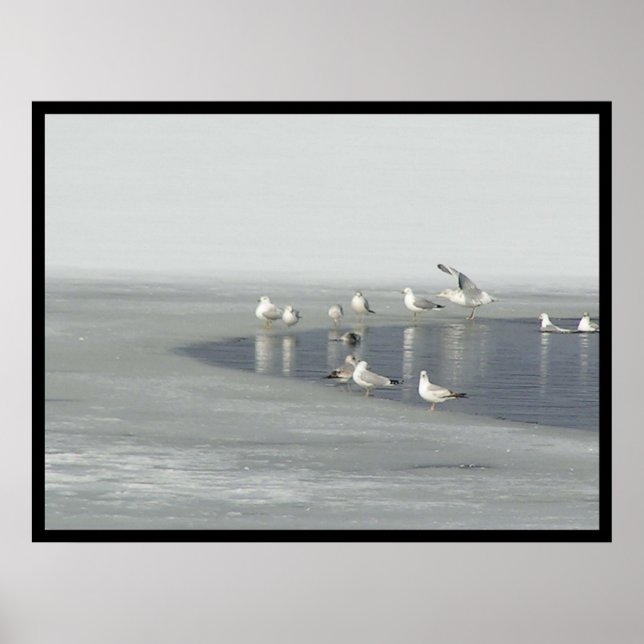 Vinterfåglar Poster (Framsidan)