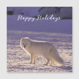 Vinterfotografi för Cute White Arktis Fox Snö