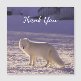 Vinterfotografi för Cute White Arktis Fox Snö
