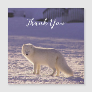Vinterfotografi för Cute White Arktis Fox Snö