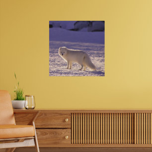 Vinterfotografi för Cute White Arktis Fox Snö Poster