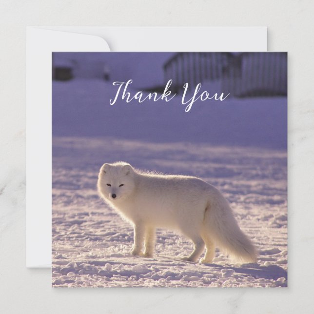 Vinterfotografi för Cute White Arktis Fox Snö Tack Kort (Framsida)