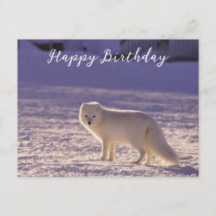 Vinterfotografi för Cute White Arktis Fox Snö Vykort