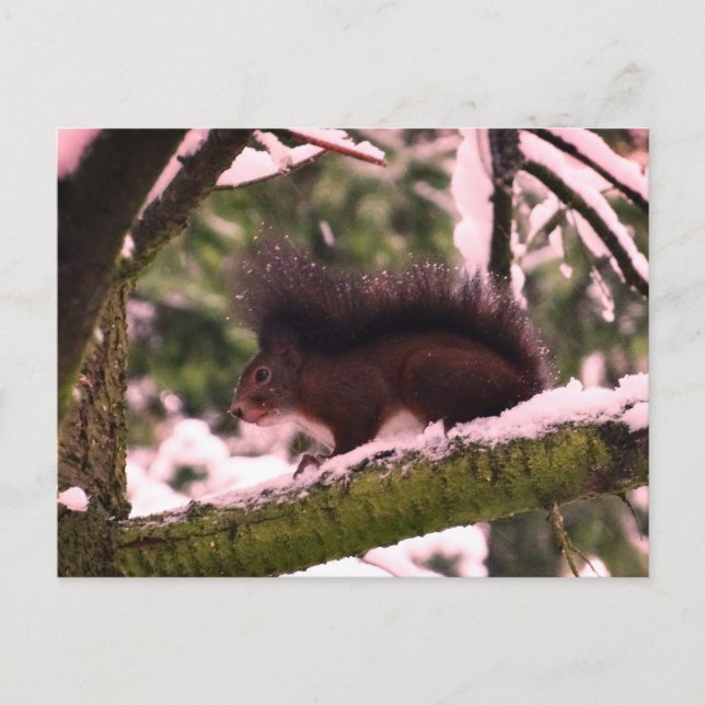 Vinterfotovykort för ekorrar vykort (Framsida)