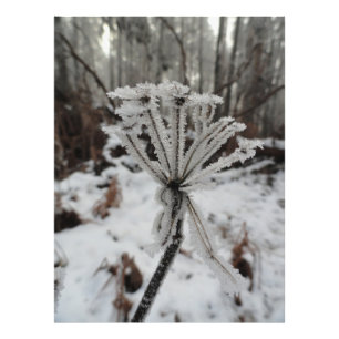 Vinterfrost på växter i skogen fototryck