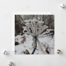 Vinterfrost på växter i skogen