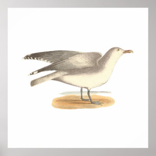 Vintergarnet (Larus argentatus) Poster