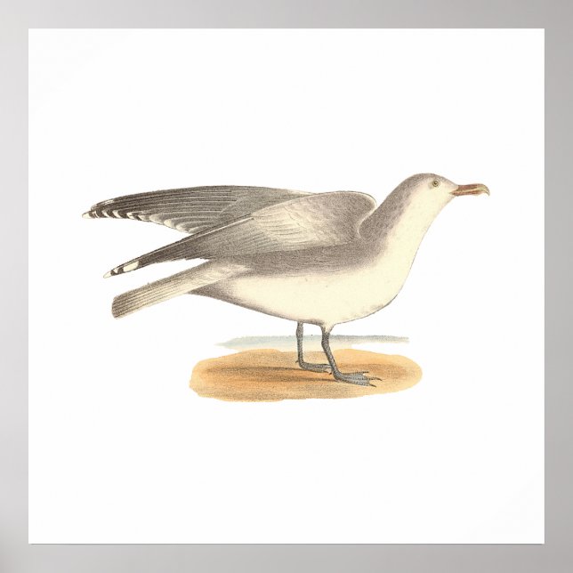 Vintergarnet (Larus argentatus) Poster (Framsidan)