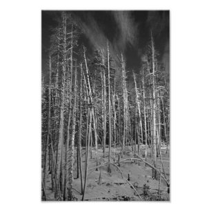 Vintergräs i Yellowstone Fototryck