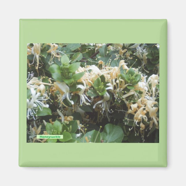 Vintergrön Blommar Magnet (Framsidan)