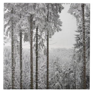 Vintergrön skog i vinter kakelplatta