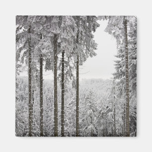 Vintergrön skog i vinter magnet