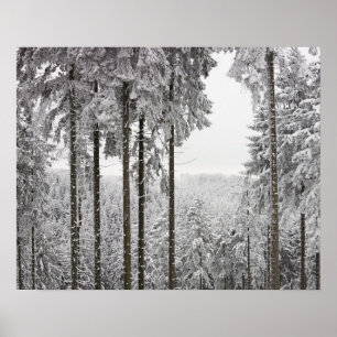 Vintergrön skog i vinter poster