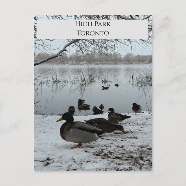 Vinterkort i högparkens toronto vykort (Framsida)