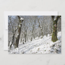 Vinterkortet för skogen i Macclesfield