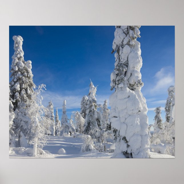 Vinterlandskap i Lappland Poster (Framsidan)
