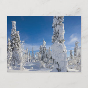 Vinterlandskap i Lappland Vykort