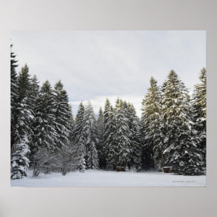 Vinterlandskap nära Koenigsfeld, Schwardskogen Poster
