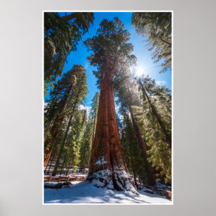Vinterljus jättesekvoja General Sherman Print Poster