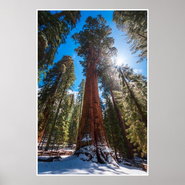 Vinterljus jättesekvoja General Sherman Print Poster (Framsidan)