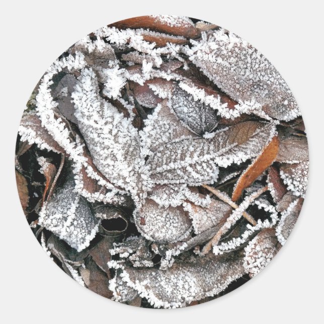 VINTERLÖV RUNT KLISTERMÄRKE (Framsida)