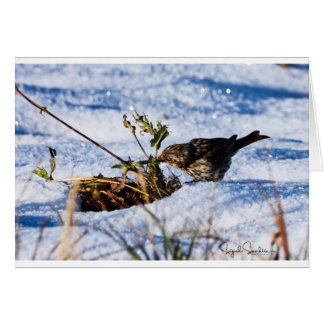Vintern är en hård tid för fåglar OBS kort