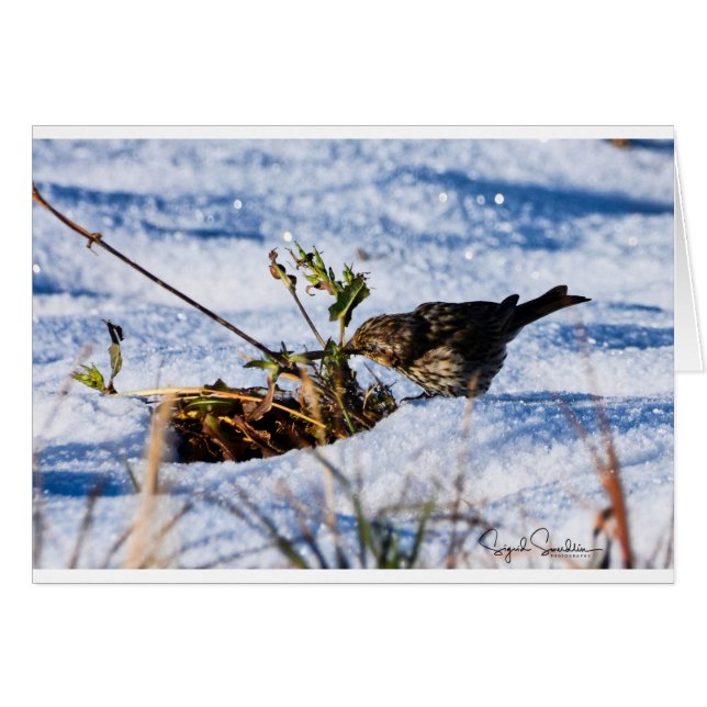 Vintern är en hård tid för fåglar OBS kort (Framsidan Horizontal)