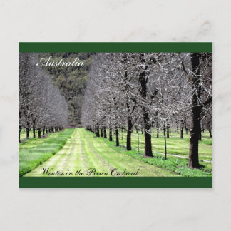 Vintern i Pecan Orchard Vykort