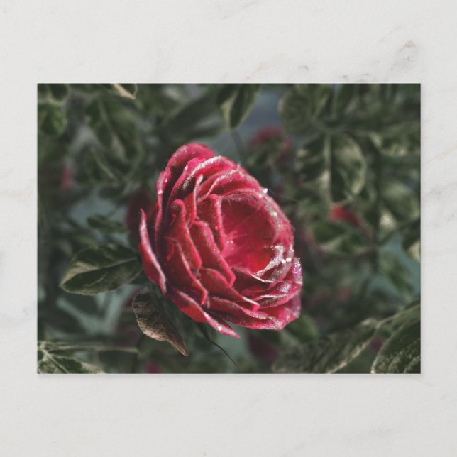 Vinterns avskedspresent vykort (Framsida)