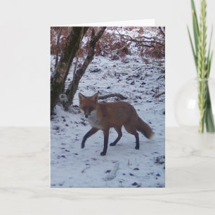 Vinterpälsräv Wildlife – Personlig Kort