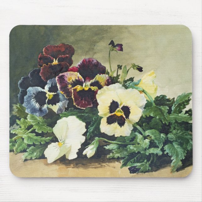 VinterPansies, 1884 Musmatta (Framsidan)