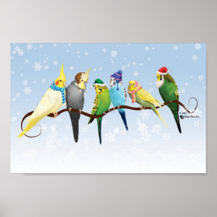 Vinterparakeets & Cockatiels Poster